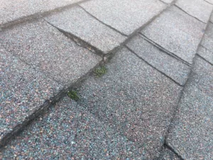 Algae Roof